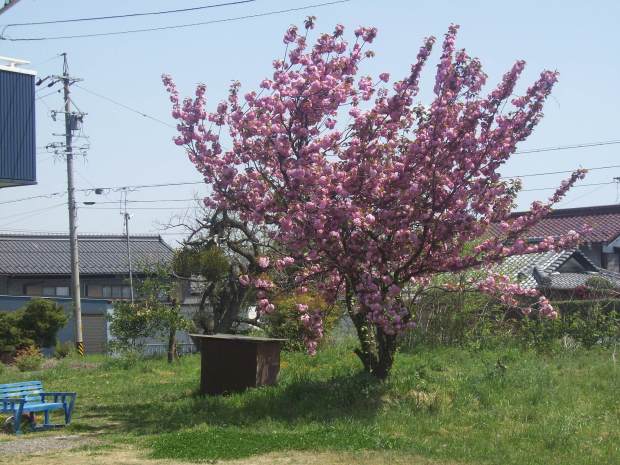cherry blossom in the neighborhood